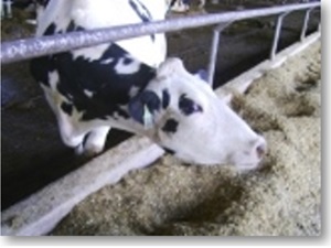 diary cow image