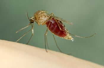 Culex pipiens