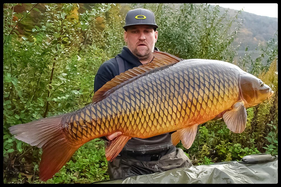 common_carp