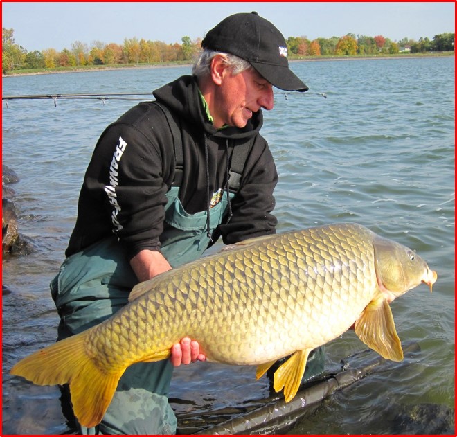 common_carp_image