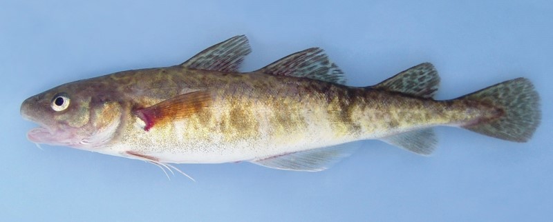 20 cm Atlantic tomcod.