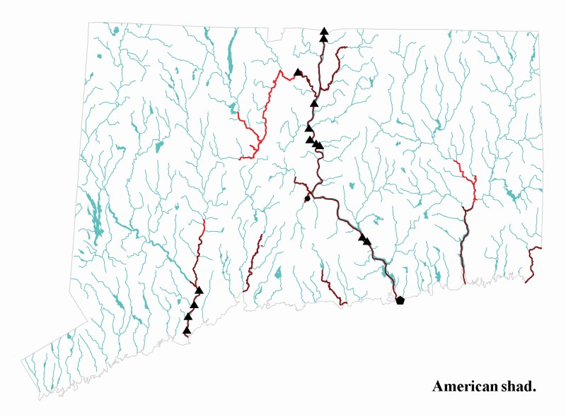 American shad distribution map.