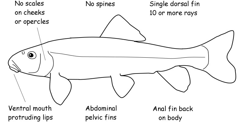 Sucker characteristics. 