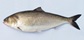 50 cm American shad.