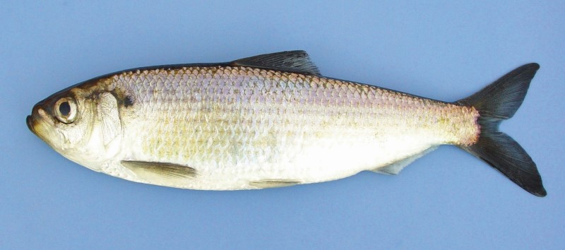 27 cm anadromous alewife.
