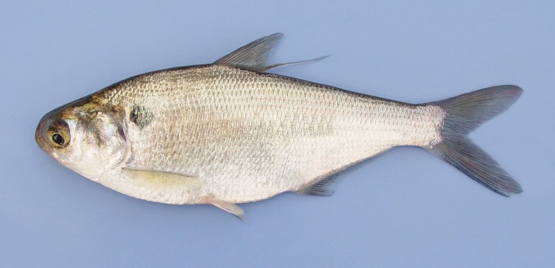 16 cm gizzard shad.
