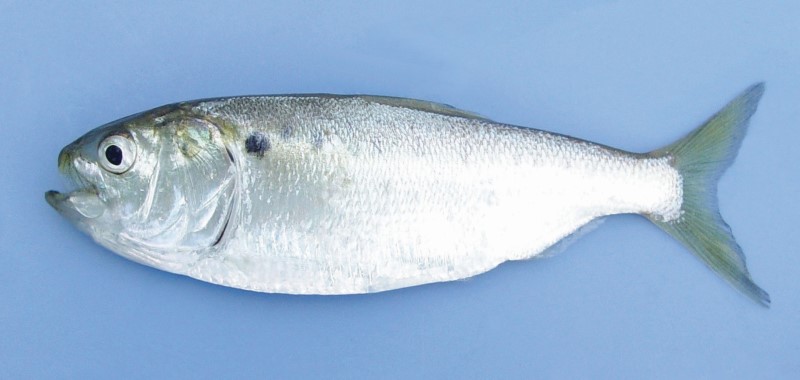 8 cm menhaden.