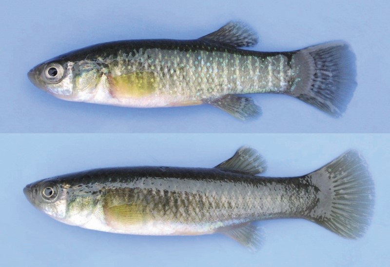 Male and female mummichogs.