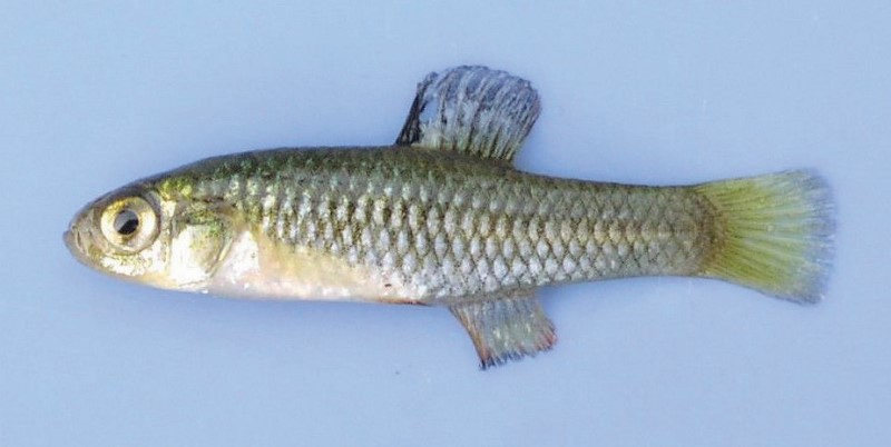 Rainwater killifish.