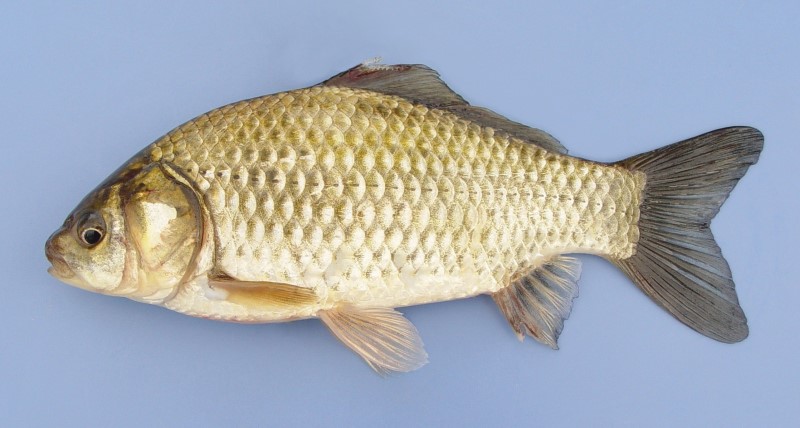 Wild goldfish. 