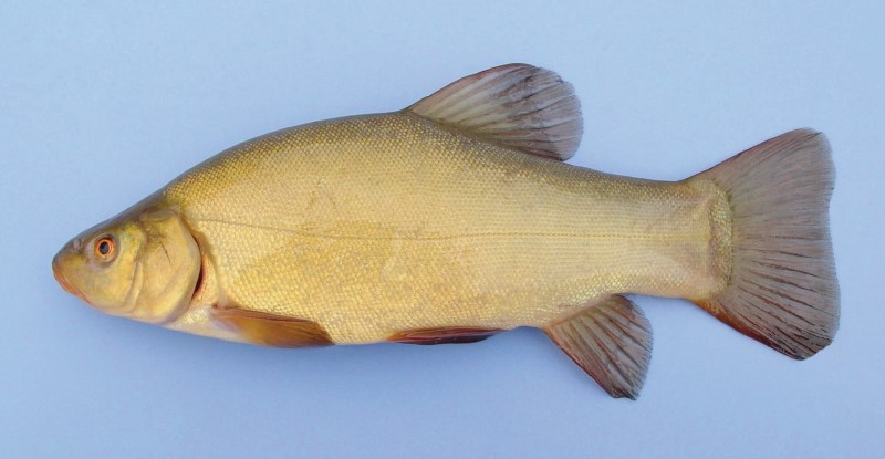 Tench.