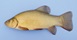Tench.