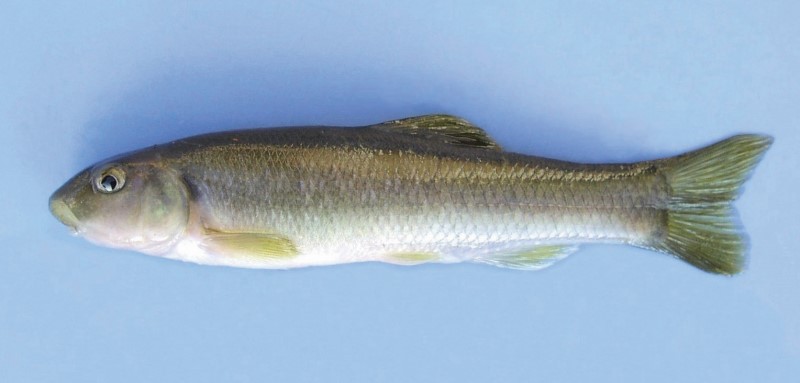 Cutlips minnow.