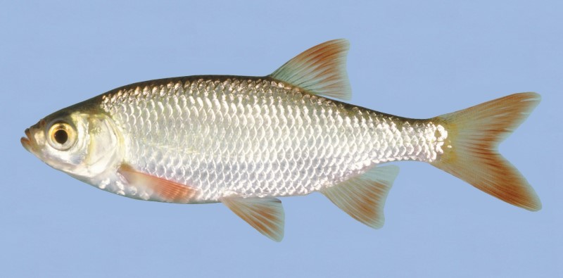 Male rudd.