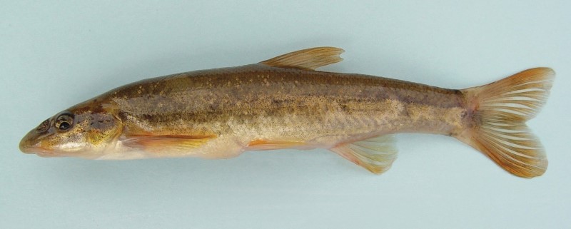 10 cm longnose dace.