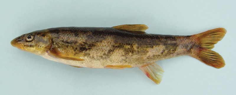 12 cm longnose dace.