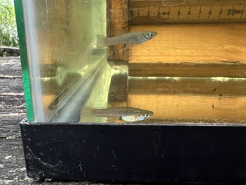 Male and female Eastern Mosquitofish in a viewing tank