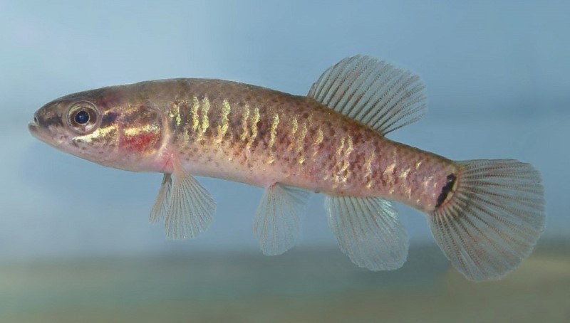 8 cm central mudminnow in a tank.