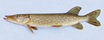 33 cm northern pike.