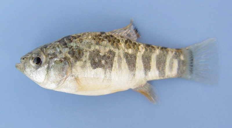 4 cm sheepshead minnow.