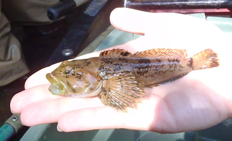 Large knobfin sculpin caught during stream survey.