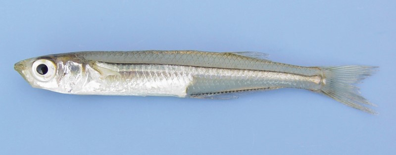 9 cm Atlantic silverside.