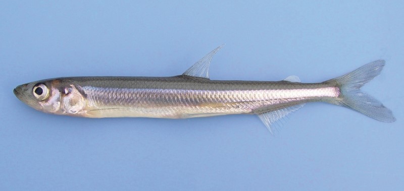 14 cm rainbow smelt.
