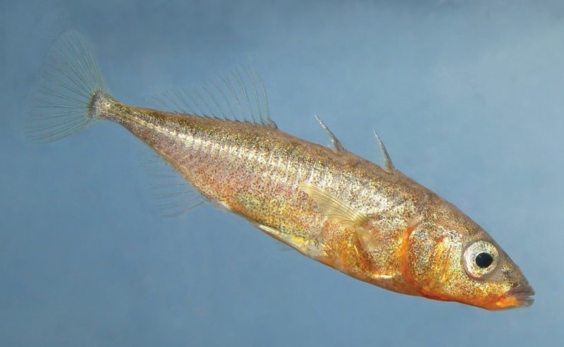 Threespine stickleback in a tank.