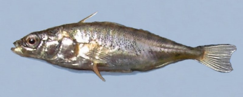 45 mm blackspotted stickleback.