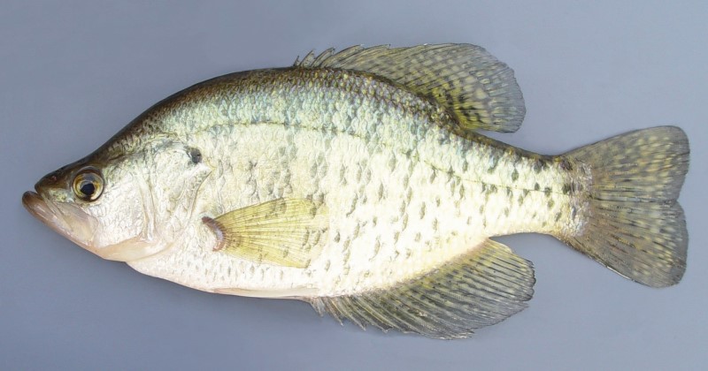 White crappie black crappie hybrid.