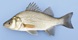 22 cm white perch.
