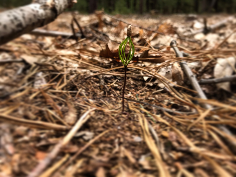 Pitch pine seedling.