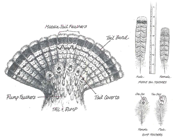 illustration of grouse tail and sexing by feather attributes
