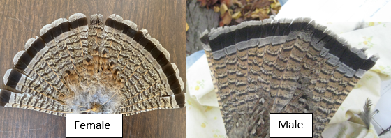 male and female ruffed grouse tail