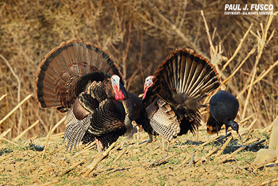 Displaying wild tom turkeys