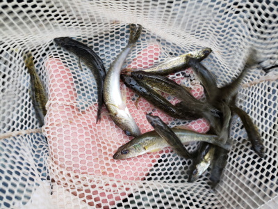 Picture of Walleye