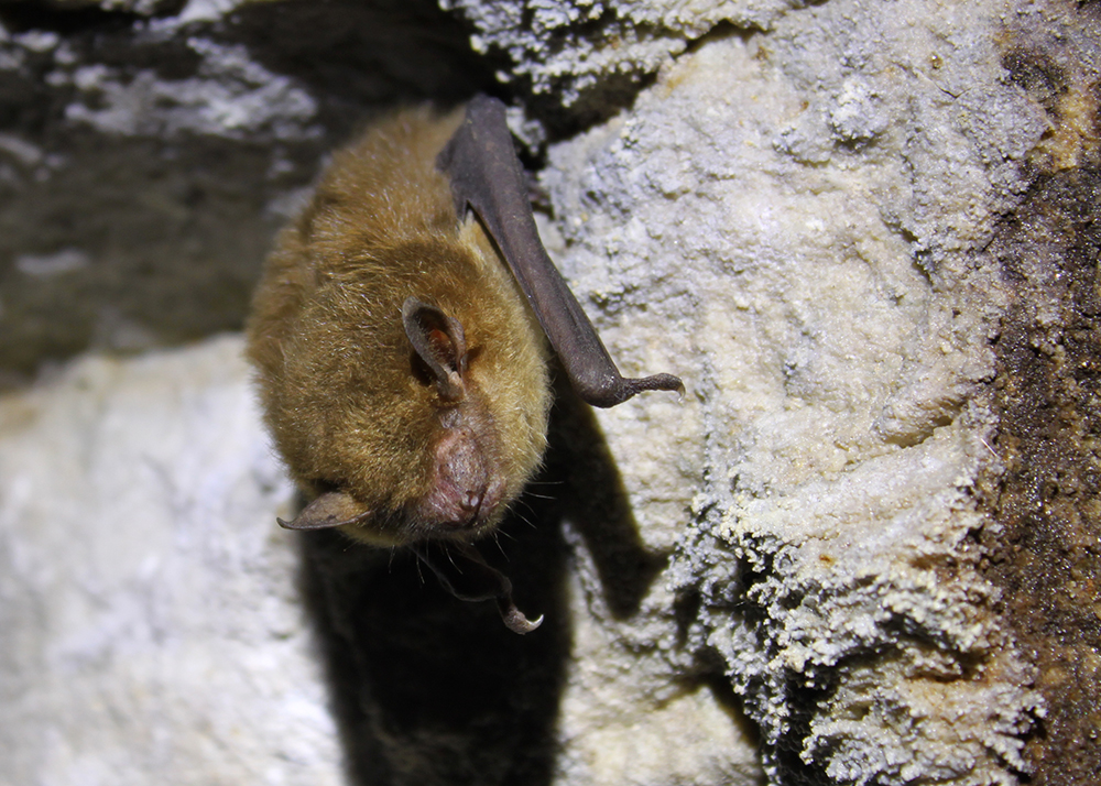 Big Brown Bat