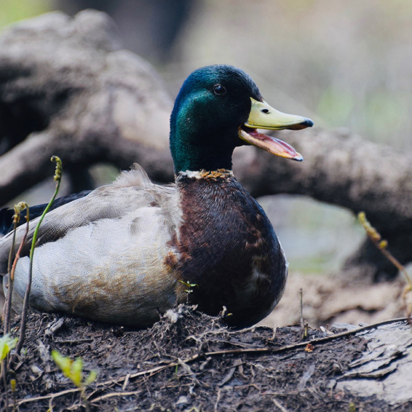 Mallard Duck