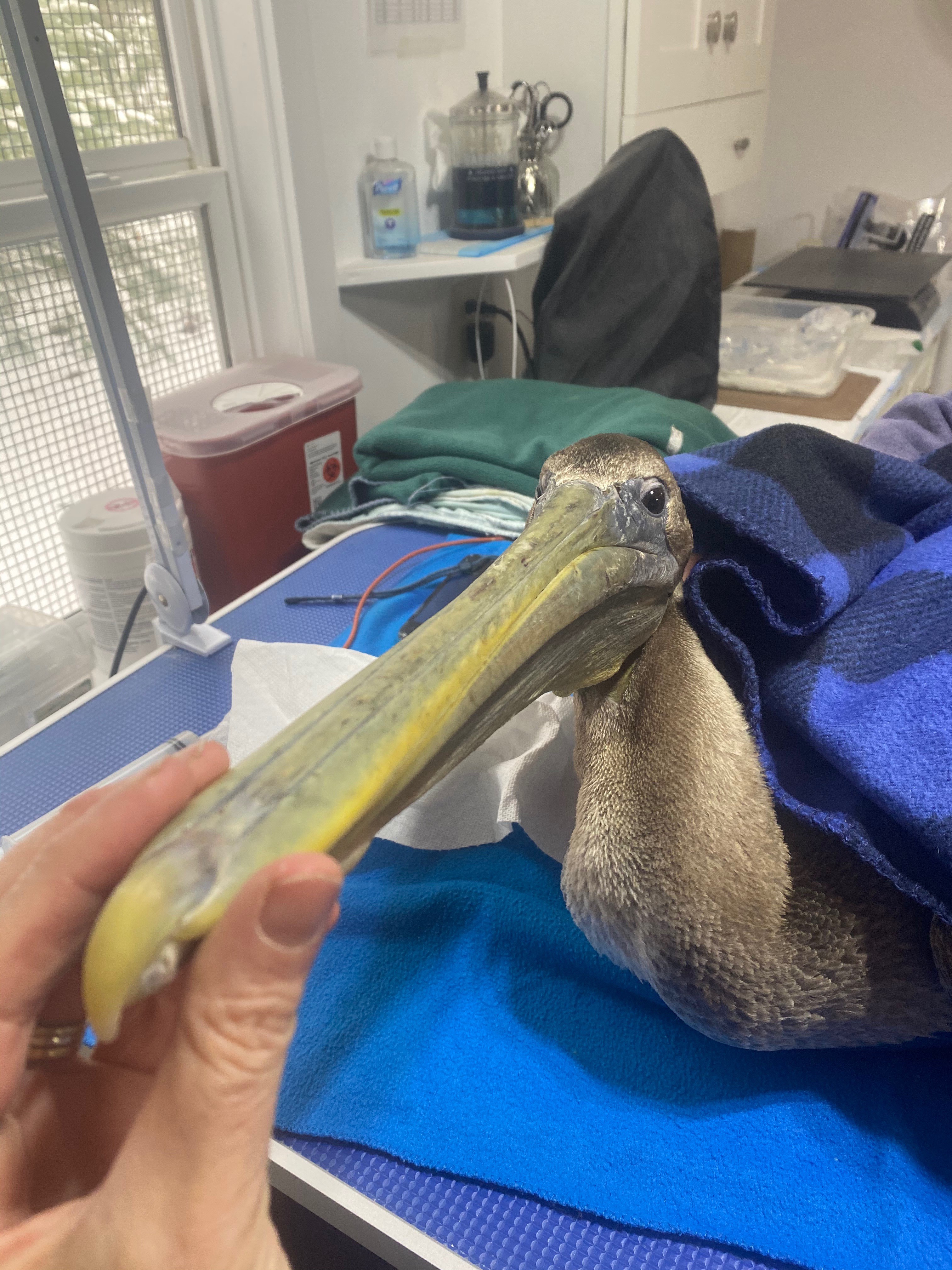 as the pelican has been rehabilitating over the last few days