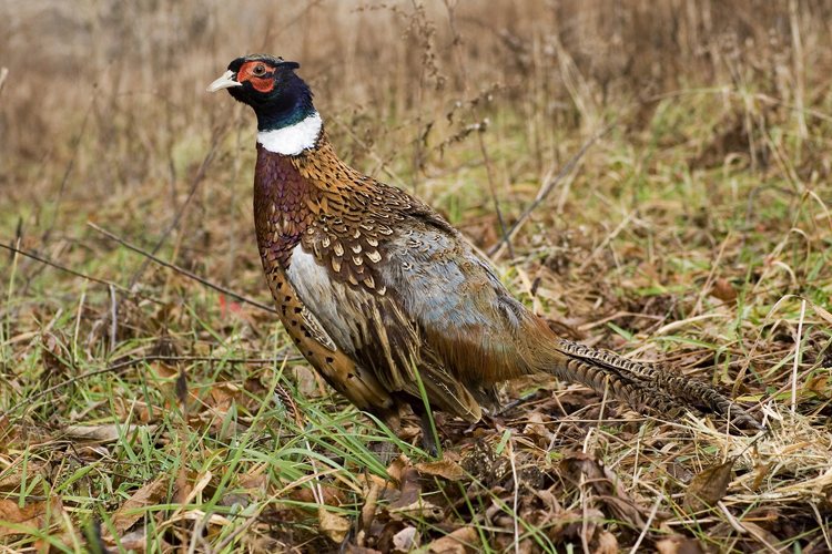 Pheasant