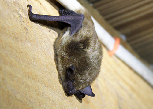 Big brown bat