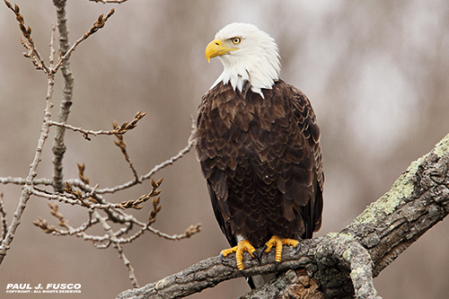 Adult Bald Eagle