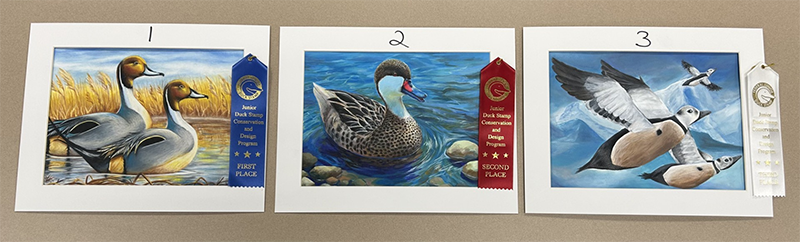 Image of three paintings of ducks that placed in Group four of the 2025 Junior Duck Stamp Art Contest.