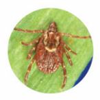 American Dog Tick