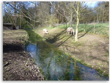 grazing