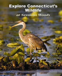 Explore Connecticuts Wildlife at Sessions Woods Cover