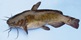 34 cm brown bullhead.