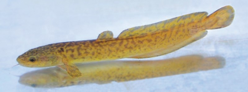 Burbot swimming in a tank.