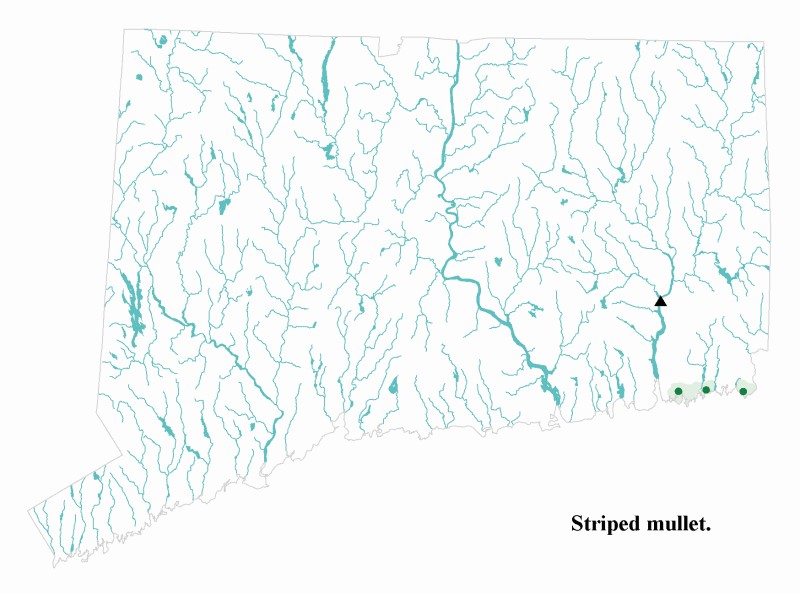 Striped mullet distribution map.