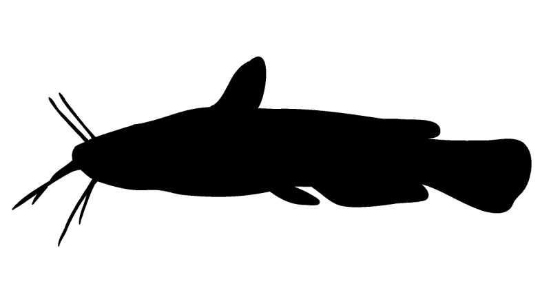 Catfishes and bullheads silhouette.